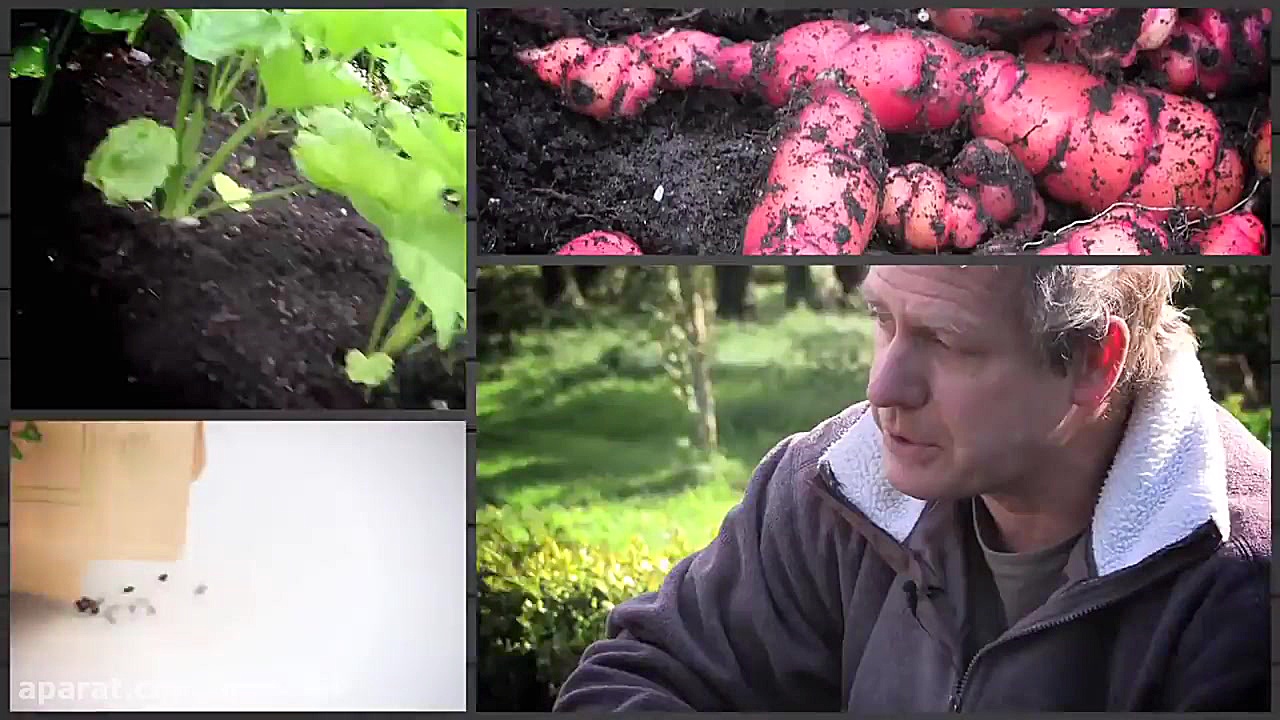 آموزش کاشت کاهو (زیرنویس فارسی...