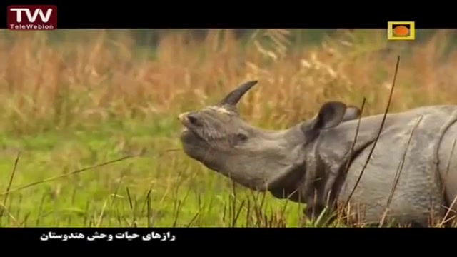 فرار یک گله فیل و کرگدن از یک...