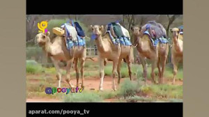مجموعه خدا چه افریده آموزش حیو...