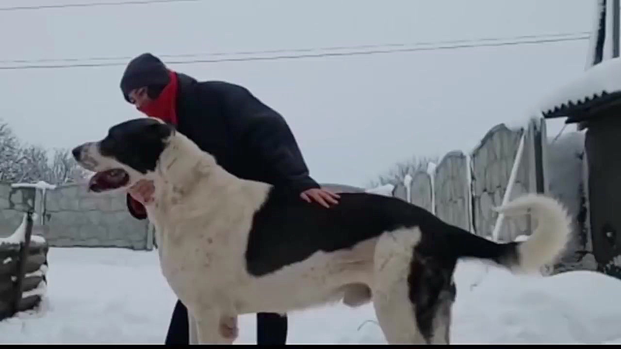 You Need Power To Own ALabai D...