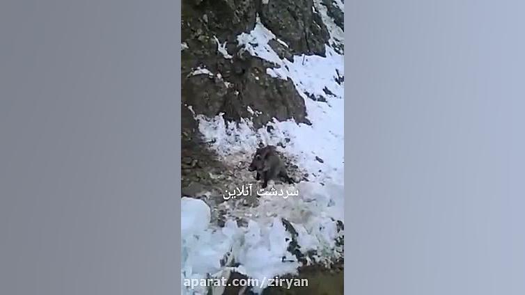 فیلم آزار گراز وحشی در سردشت