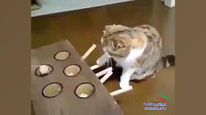 اسباب بازی برای اسکول کردن حیو...