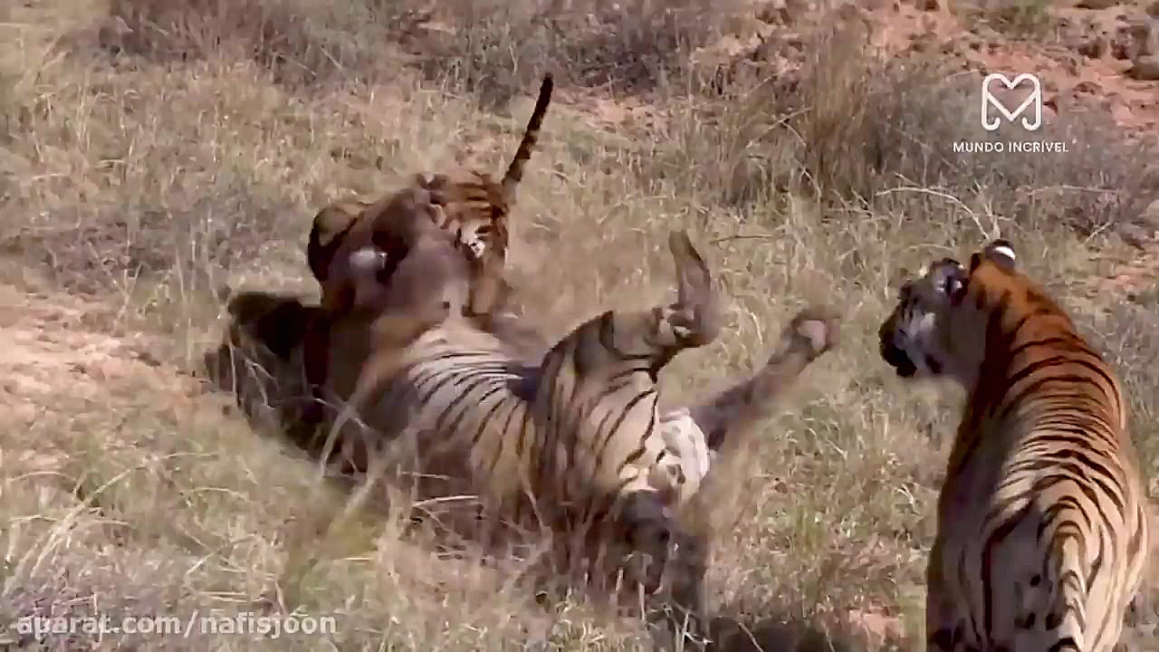نبرد خونین حیوانات نر در فصل ج...