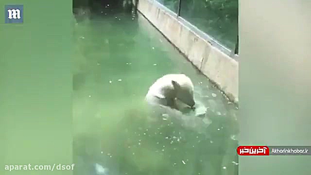 لحظه جالب نجات پرنده کوچک توسط...