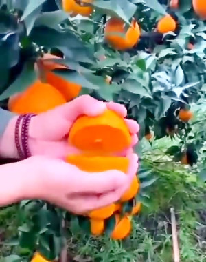 صبح ات بخیر معین