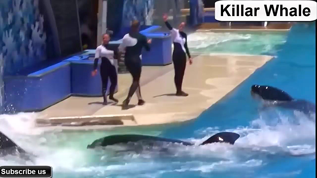 هنرنمایی با نهنگ قاتل