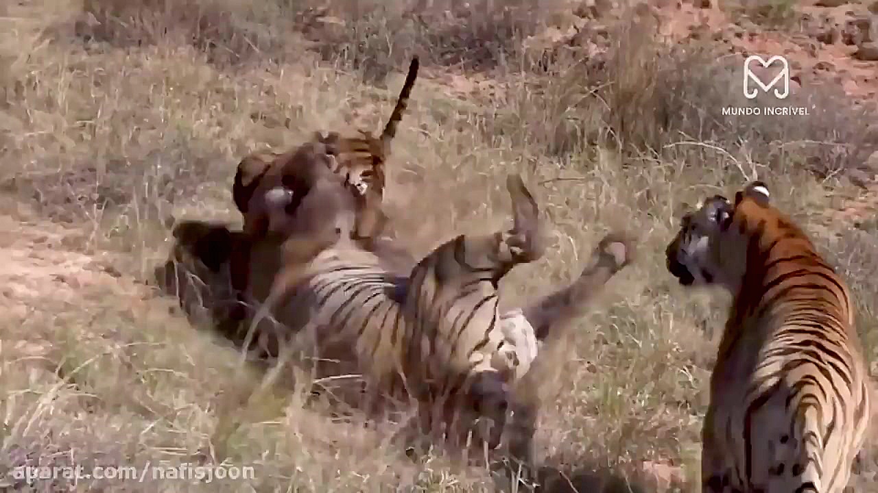 نبرد خونین و وحشیانه حیوانات ن...