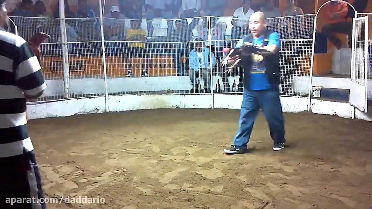 نبرد شدید و وحشیانه خروس ها