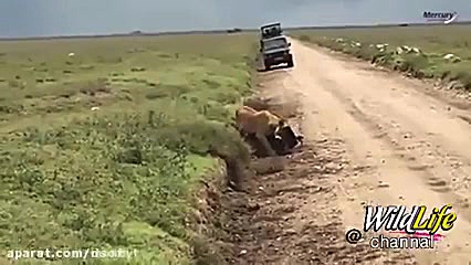 وقتی گوزن یالدار در چند ثانیه...