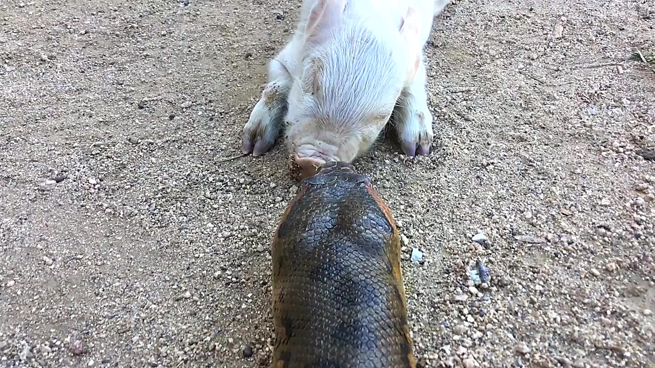 جوجه شکار کردن یک مار آناکوندا...