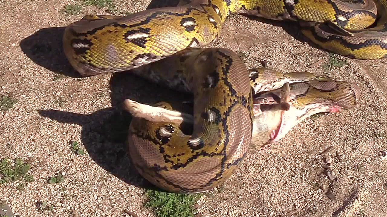 مار پیتون غول پیکر در حال بلعی...