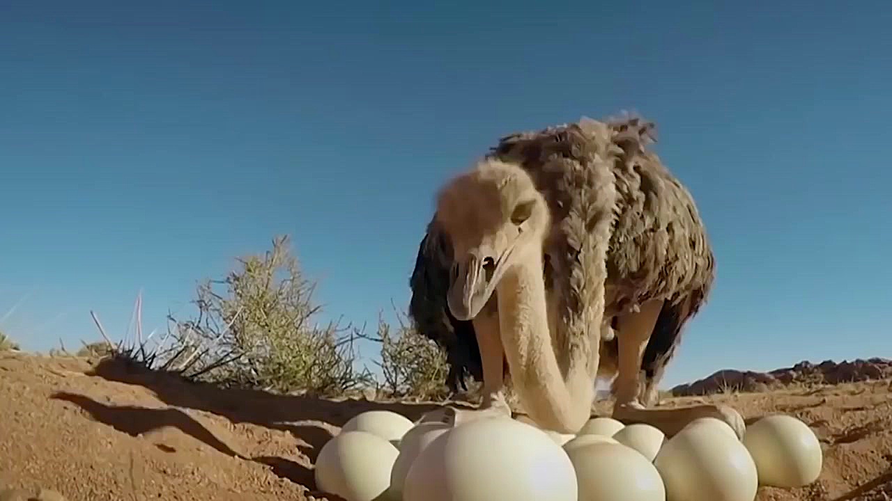 حمله یوزپلنگ به شتر مرغ خیلی د...