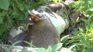 Snakes swallow large prey  the...