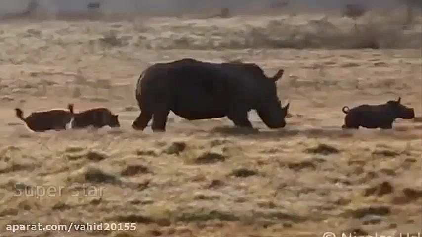شکار و نبرد وحشیانه حیوانات در...