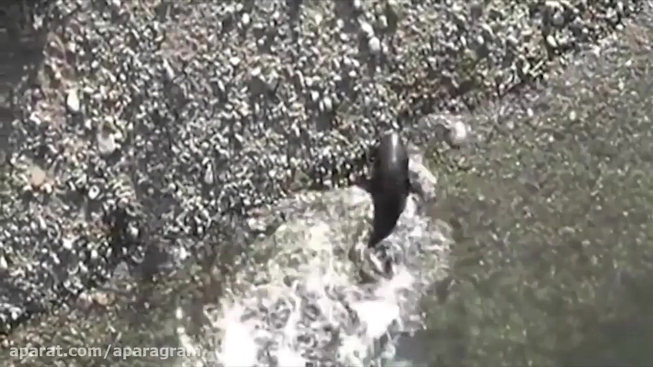 شکار کبوتر به دست گربه ماهی