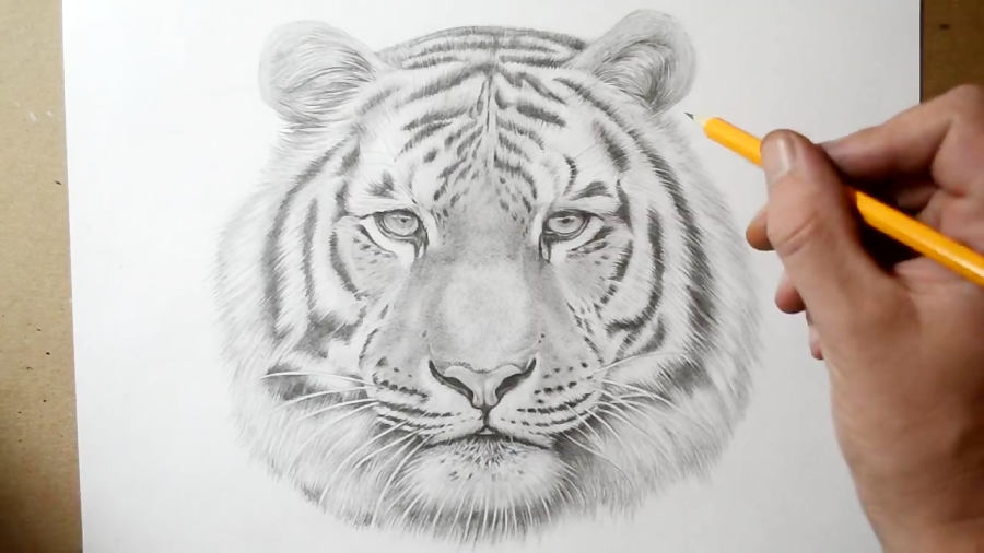 15 Cool Tiger Drawings That Make Great References - Beautiful Dawn Designs  | Pencil drawings of animals, Tiger drawing, Tiger sketch