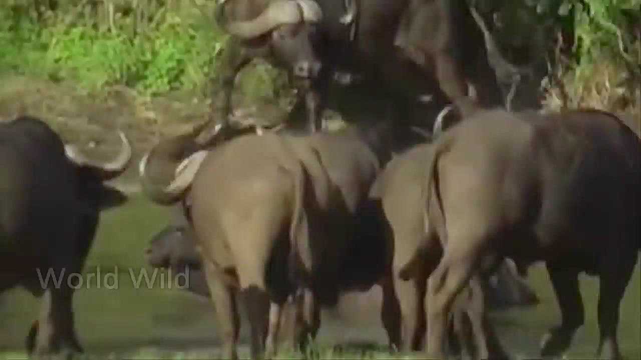 حمله کروکودیل و اسب آبی به گوز...