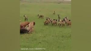 هرگز شیر با کفتار هم سفره نمی&...