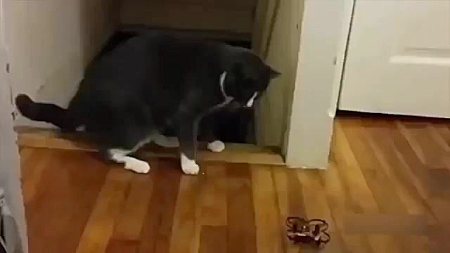 Cat Vs Cucumbers funny