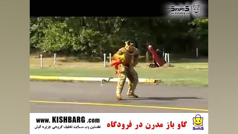 گاو بازی در فرودگاه  کلیه تفری...