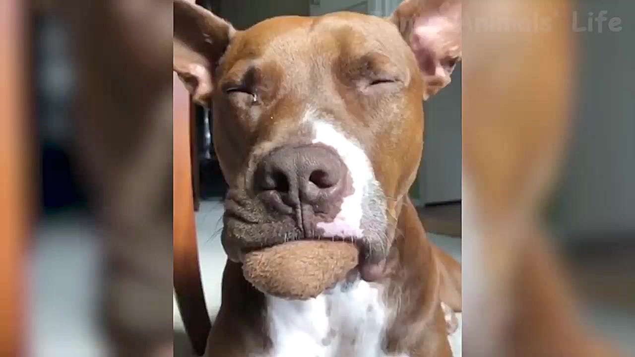 خنده دارترین ویدیو کلیپ حیوانا...