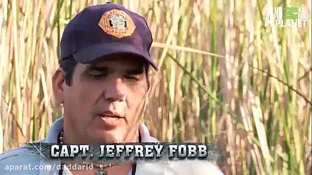 نبرد تمساح با مار پیتون