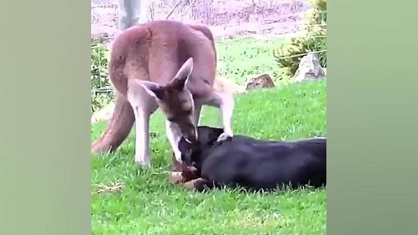 دوستی حیوانات با هم