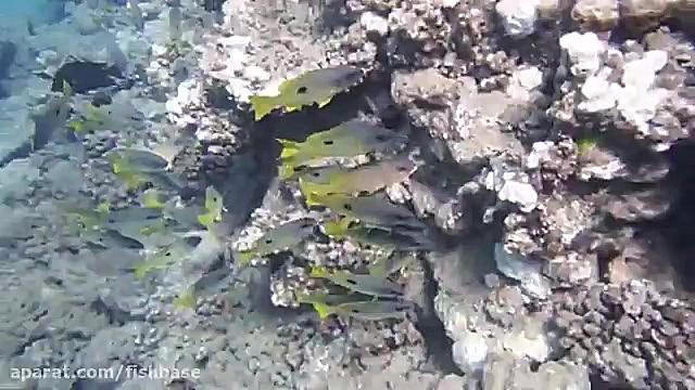 سرخوی خال&zwnj;سیاه