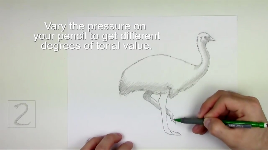 How to Draw an Emu