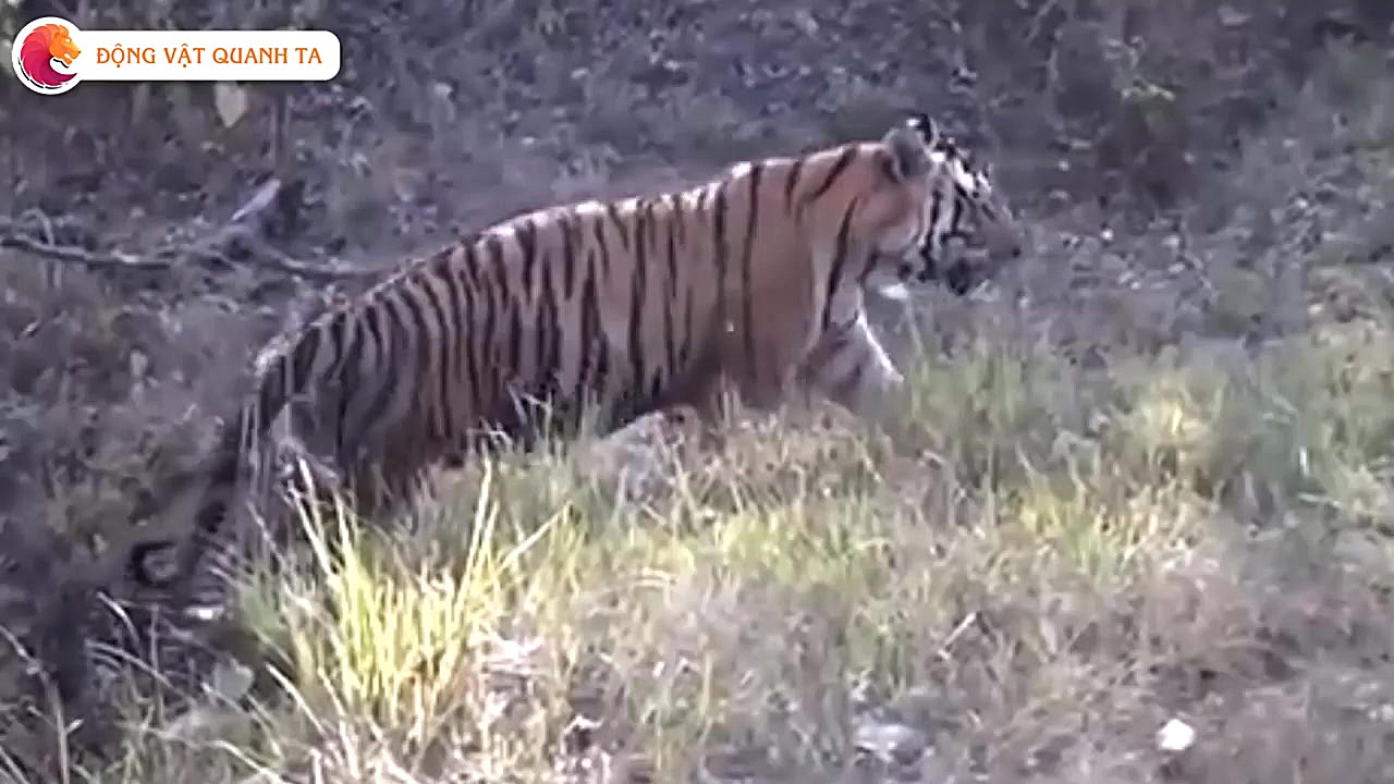 جنگ بزرگان حیات وحش