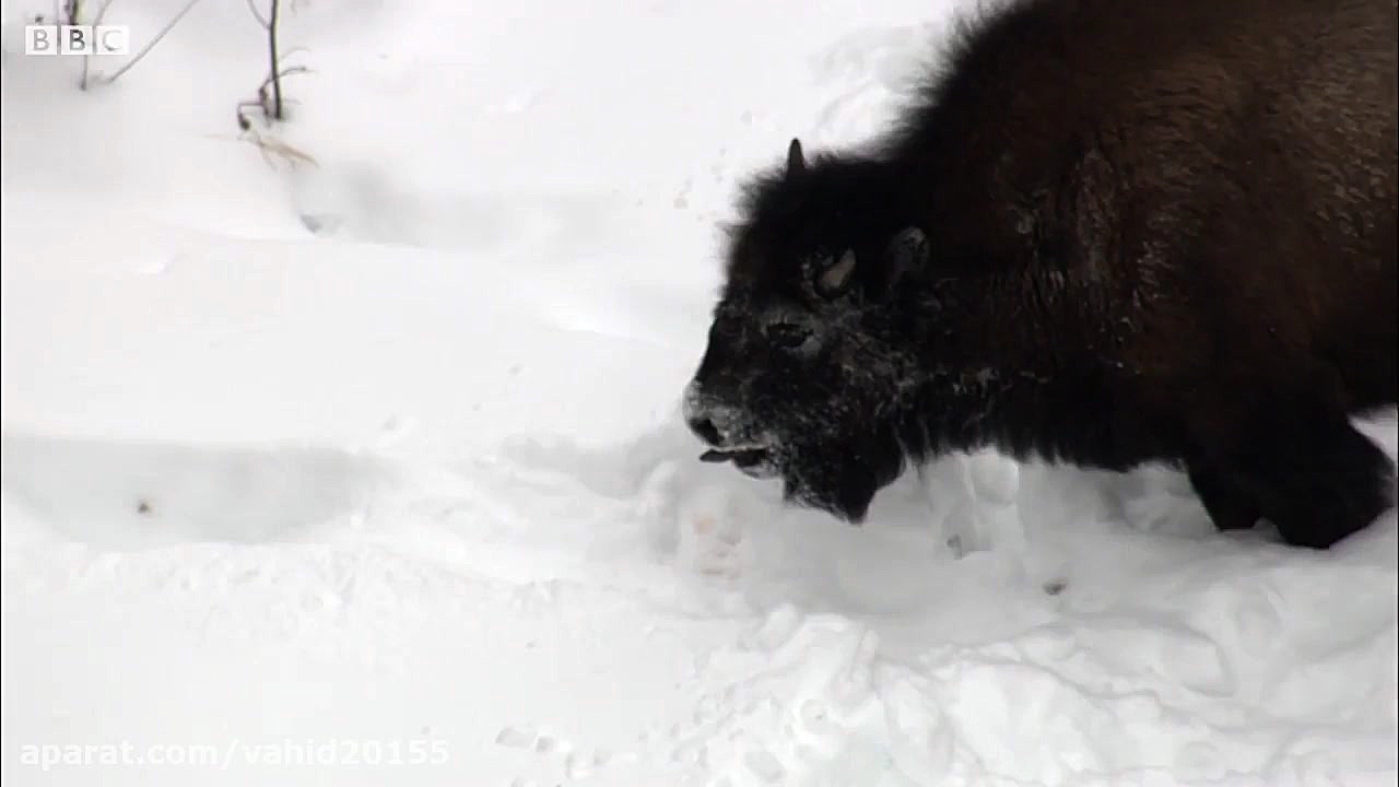 حمله گرگ های وحشی به بوفالو در...