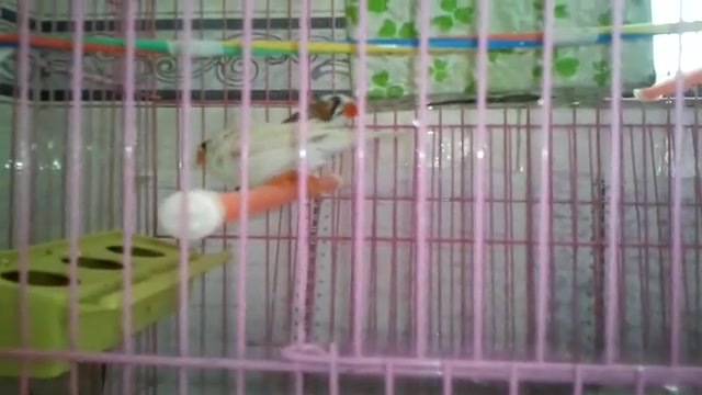 آب تنی نبات