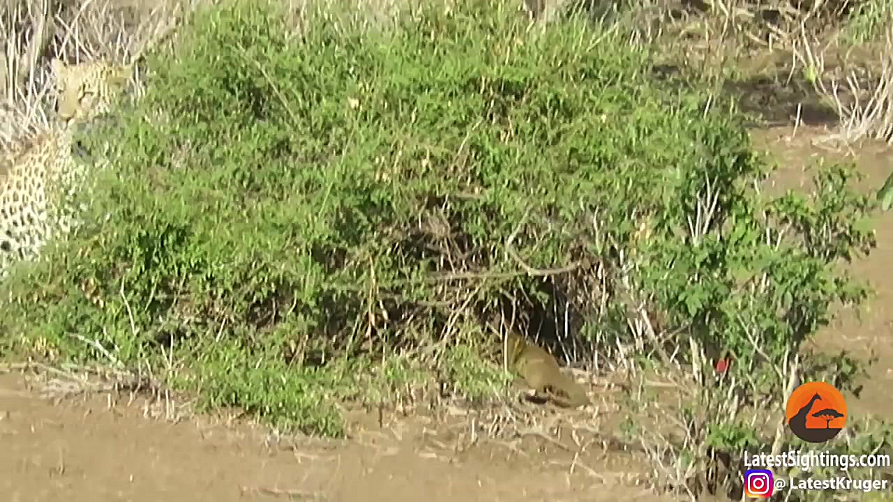 تعقیب و گریز پلنگ با مانگوس(نم...