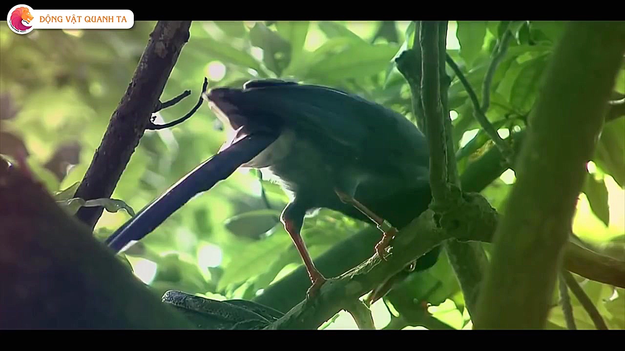 پرنده قاتل مار خوار