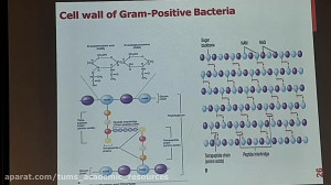 Microbiology Lecture 1