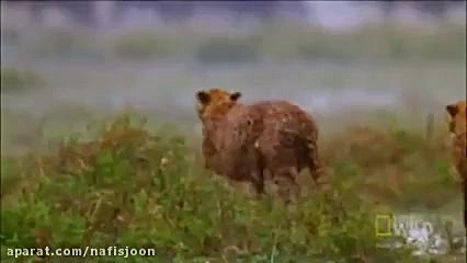 شکار گوزن یالدار توسط یوزپلنگ