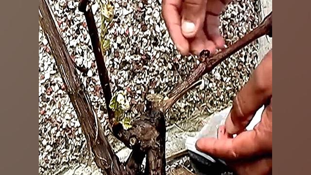 پیوند نیمانیم زبانه ای انگور