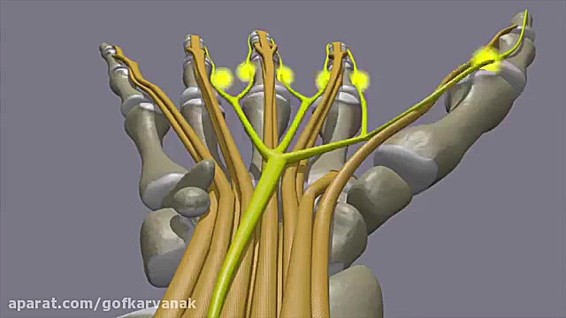 بیماری سندرم تونل کارپال،09120...