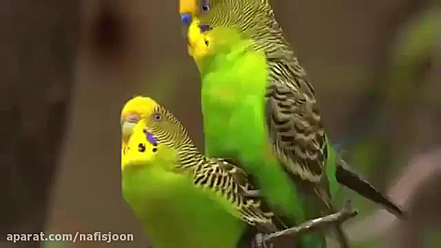 جفت گیری مرغ عشق در طبیعت