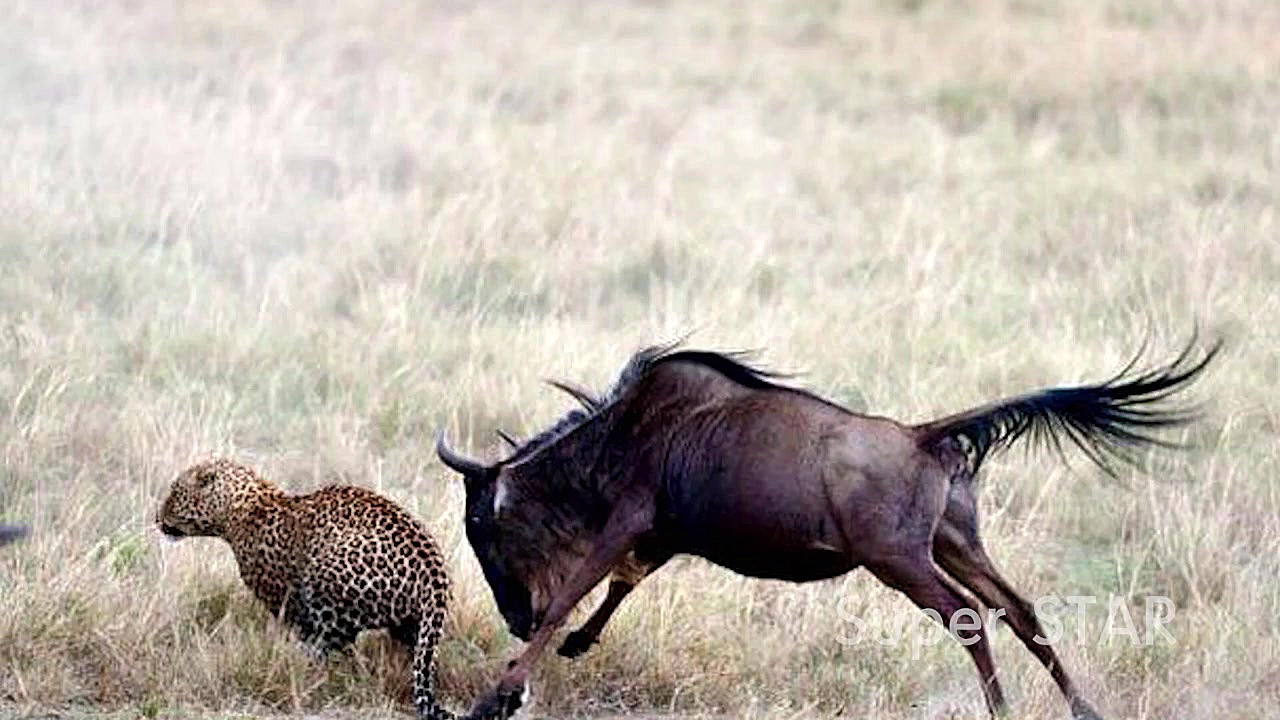 شکار کردن بی نظیر پلنگ در حیات...