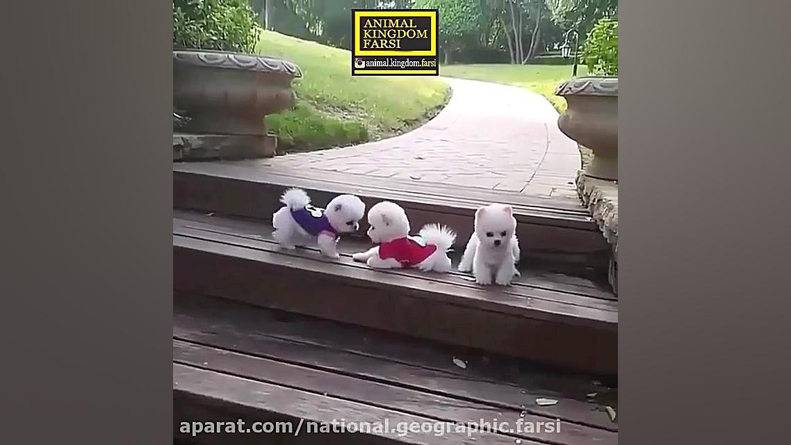 هاپوها از یه پله ساده نمیتونن...