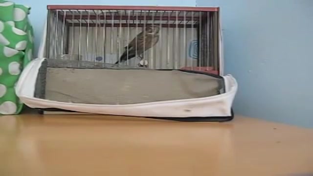 سهره سینه سرخ