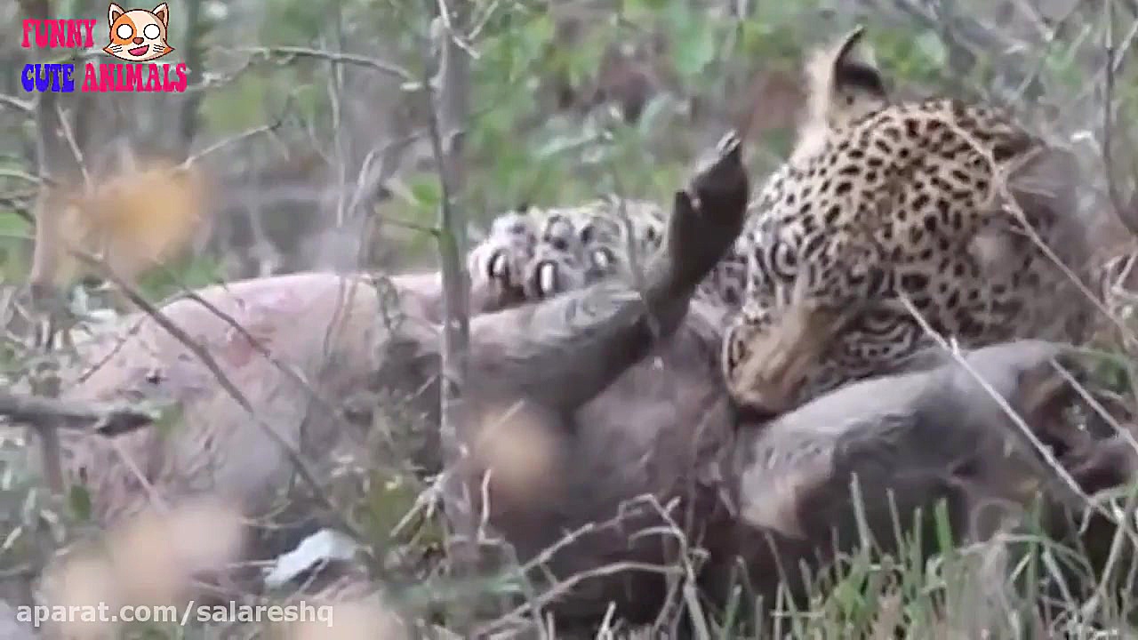 کمتر دیده شده | حملات دیدنی پل...