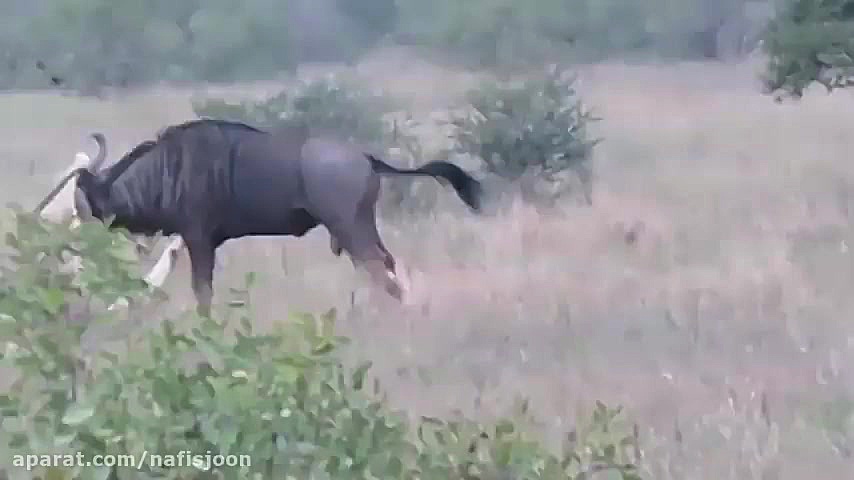 شکار کردن بی نظیر پلنگ در حیات...