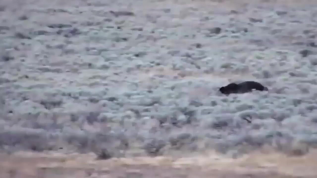 نجات خرس جوان توسط خرس ماده از...