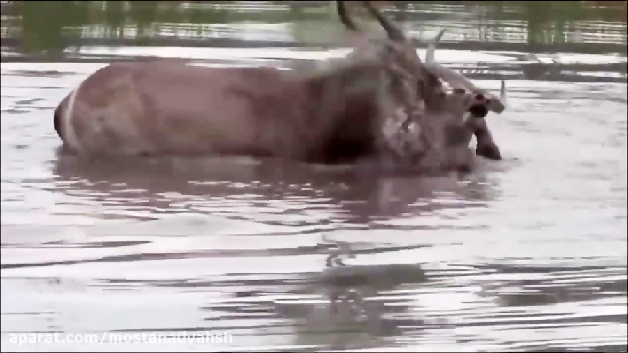 گوزن بیچاره در محاصره شیرهای گ...