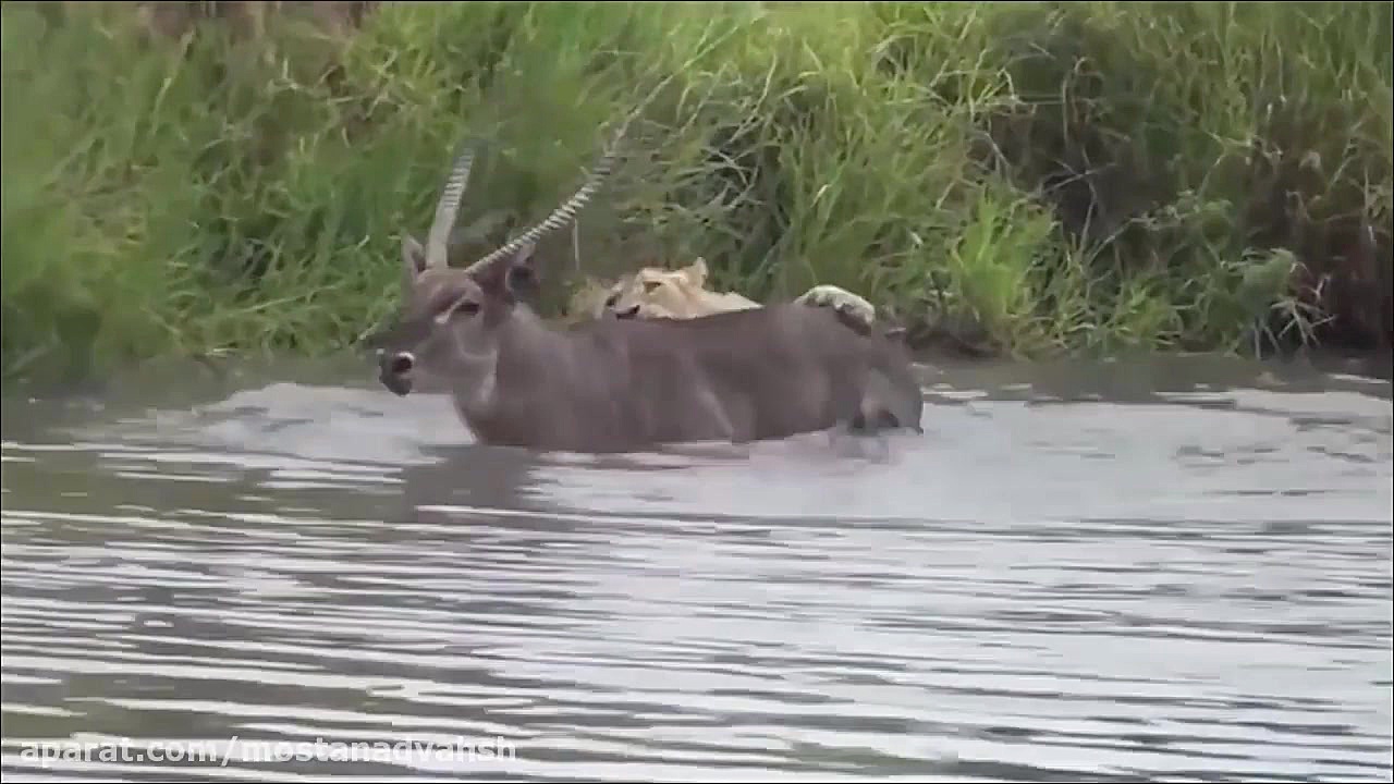 گوزن بیچاره در محاصره شیرهای گ...