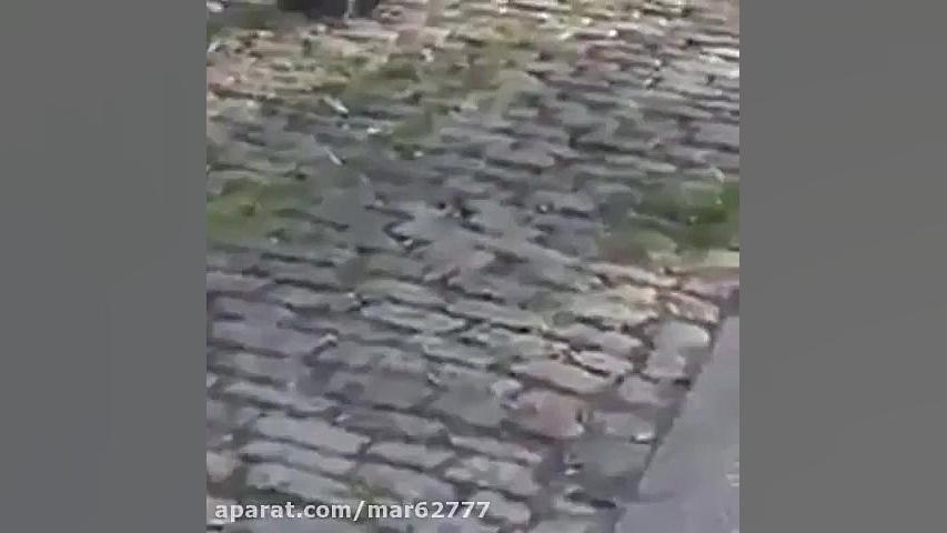 شکار کبوتر توسط موش