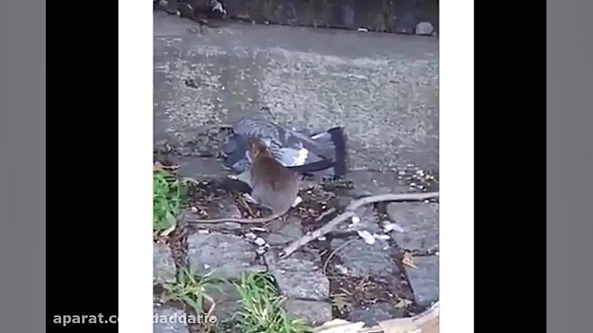 شکار کبوتر توسط موش