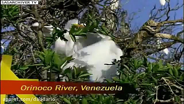 شکار وحشتناک پرنده توسط ماهی ه...